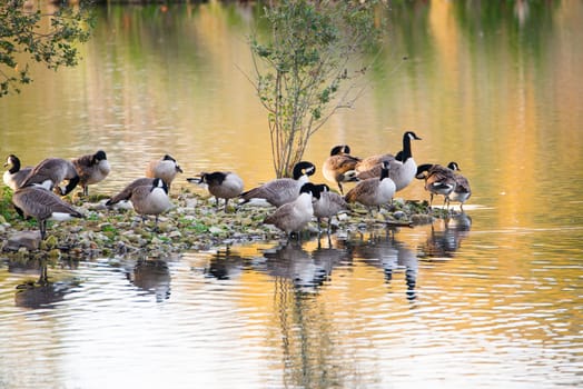 Group of canadian goose in the wetland Haff Reimech in Luxembourg, water birds at the shore, branta canadensis