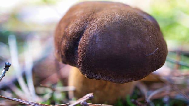 Chestnut, brown cap. Mushroom on the forest floor with moss and pine needles. Edible mushroom collected in the forest. Photo from nature