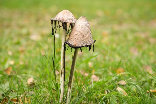 a group of old crested inkling in a meadow decaying. The mushroom is moldy and decaying. Nature photo from a meadow