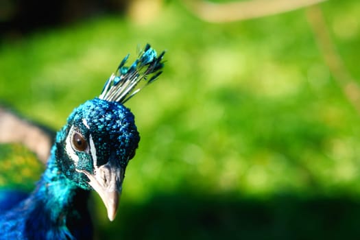 Bird peacock sticks its head into the picture. Elegant bird in magnificent colors. Animal photo