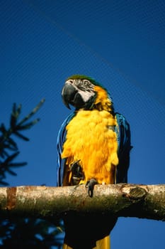 Portrait of a yellow macaw on a branch. The parrot bird is an endangered species. Animal photo