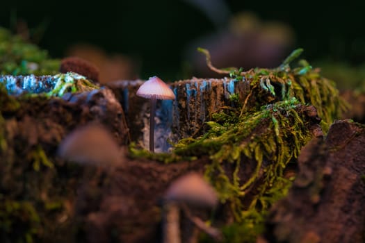 a filigree small mushroom in a tree root, with light spot in the forest. Forest floor with moss and pine needles. Macro shot from nature