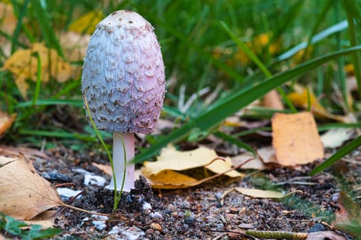 Young crested inkling growing on forest floor between moss and needles. Nature photo from wood