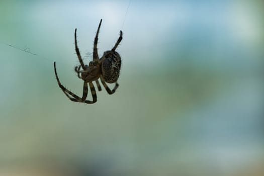 Cross spider crawling on a spider thread. Blurred background. A useful hunter among insects. Arachnid. Animal photo from the wild.