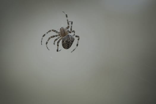 Cross spider shot crawling on a spider thread. Halloween fright. Blurred background. A useful hunter among insects. Arachnid. Animal photo from the wild.