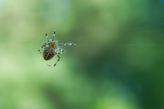 Cross spider shot crawling on a spider thread. Halloween fright. Blurred background. A useful hunter among insects. Arachnid. Animal photo from the wild.