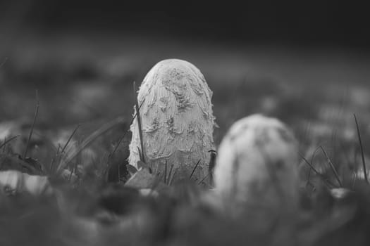 a group of young crested thistle in black white taken, growing in a meadow. Hidden between grass. Nature photo from the forest