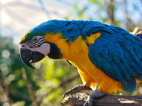 Portrait of a yellow macaw on a branch. The parrot bird is an endangered species. Animal photo