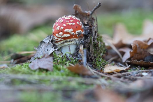 Toadstool at the bottom of a coniferous forest in the woods. Poisonous mushroom. Red cap with white spots. Close up from nature in forest