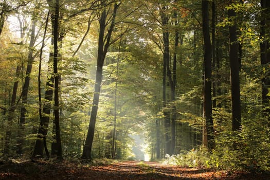 Forest trail among beech trees on a sunny autumn morning, October