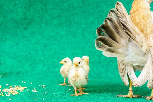 The hen and the yellow serama chicks on a artificial grass background.