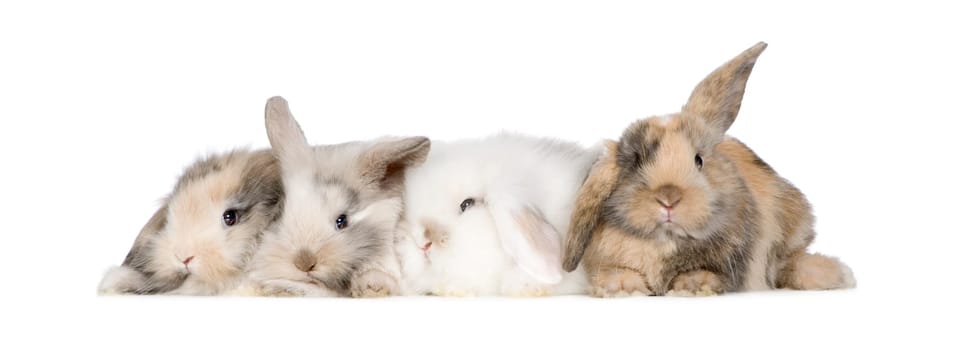 group of bunnies in front of a white background