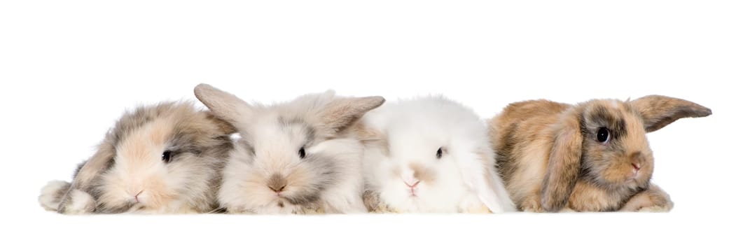 group of bunnies in front of a white background