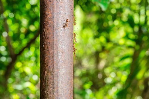 The red ants walking on an iron pole on a nature background.