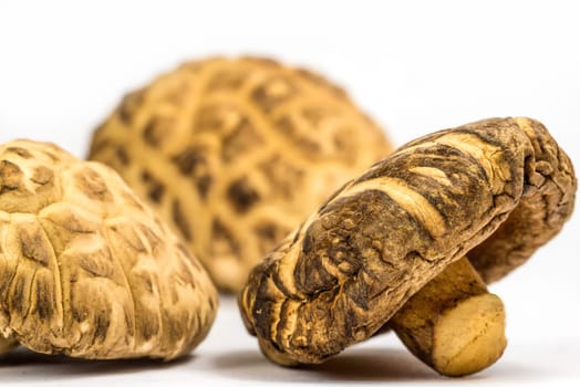 Shiitake mushroom, food and medicinal mushroom