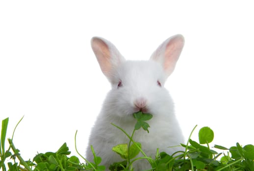view of  nice lonely  little  rabbit on white back