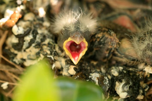 Baby house finch waiting to be fed.