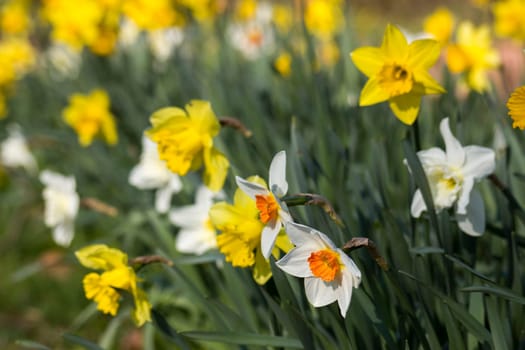 the daffodil, Narcissus pseudonarcissus, yellow narcissus flowers in a park, springtime