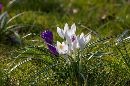 crocus flowers in the garden -  spring flowers