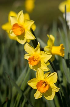 the daffodil, Narcissus pseudonarcissus, yellow narcissus flowers in a park, springtime