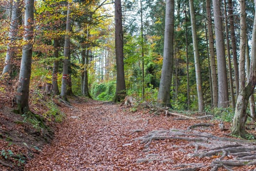 autumn forest in Austrian Alps, Upper Austria, Austria