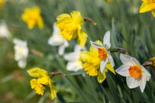 the daffodil, Narcissus pseudonarcissus, yellow and white narcissus flowers in a park, springtime