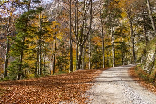 autumn forest in Austrian Alps, Upper Austria, Austria
