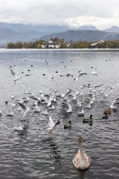 water birds in Gmunden at Traunsee, Austria, Europe