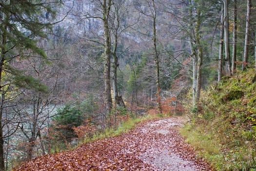 autumn forest in Alps, Upper Austria, Austria