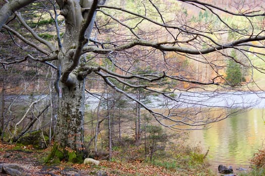autumn view of trees at lake Laudachsee, Gmunden, Austria
