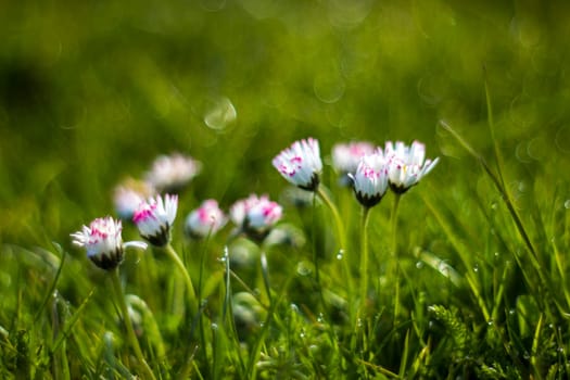 daisy flowers in morning dew with natural bokeh, soft focus