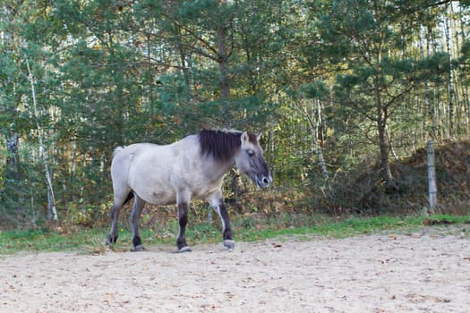 Konik horse in autumnal Maasduinen Park, Netherlands