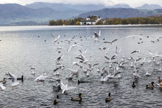 water birds in Gmunden at Traunsee, Austria, Europe