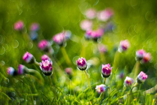 daisy flowers in morning dew with natural bokeh, soft focus