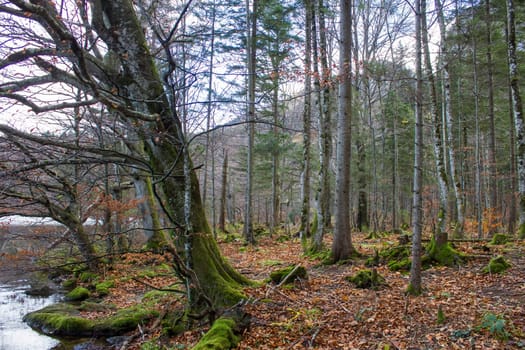 autumn forest in Austrian Alps, Upper Austria, Austria