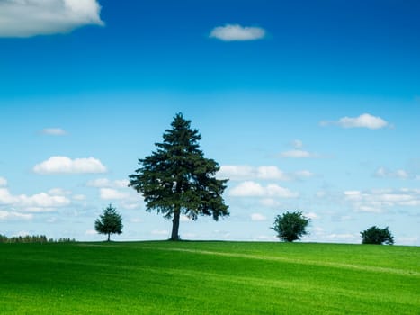 Landschaftsansicht mit grüner Wiese im Vordergrund und einzelnen Bäumen vor blauen Himmel mit kleinen weißen Wolken im Sommer bei Sonnenschein.
