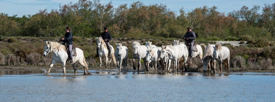 Camargue, France, April 27 2019 : White horses and two guardians are walking in the water all over in the swamp in Camargue, France..
