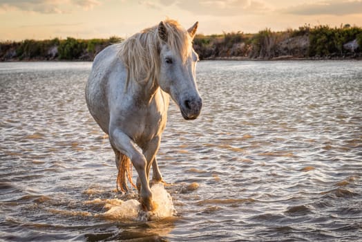 White horses are runing in the water  all over the sea in Camargue, France.