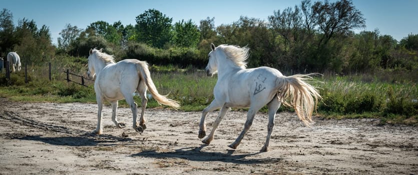 Camargue, France, April 27 2019 : White horses and two guardians are walking in the water all over in the swamp in Camargue, France.