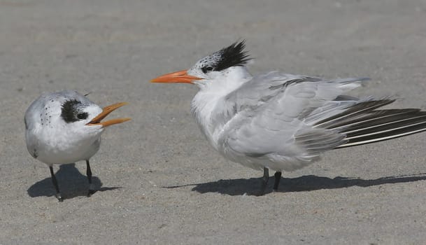 Baby Royal Tern (Thalasseus maximus) begging for food from its mother