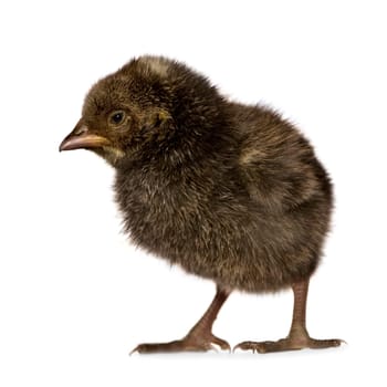 African chick in front of a white background