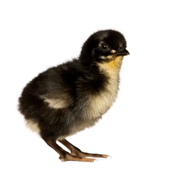 African chick in front of a white background
