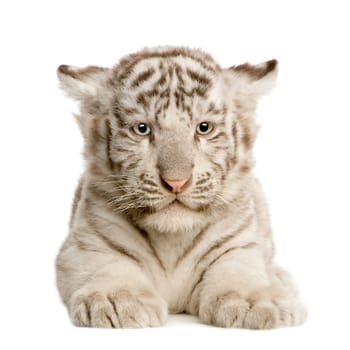 White Tiger cub (2 months) in front of a white background