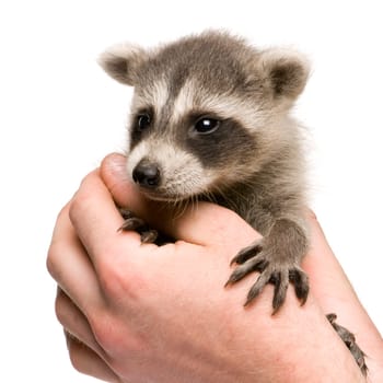 baby raccoon (6 weeks) - Procyon lotor in front of a white background
