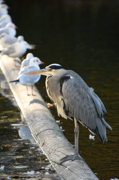 Grey heron and gulls on a tree trunk in Dusseldorf, Germany