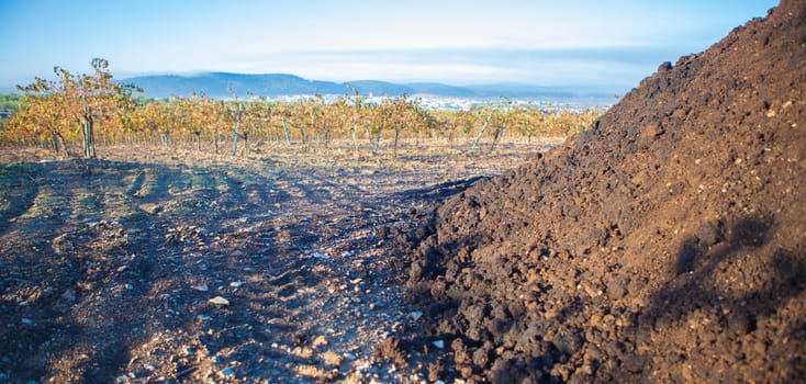 Composted olive mill pomace piled beside vineyard. Tierra de Barros, Spain