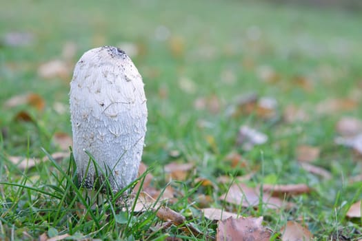 Young crested inkling growing on forest floor between moss and needles. Nature photo from wood