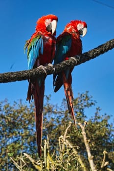 Portrait of two red macaws on a branch. The parrot bird is an endangered species. Animal photo