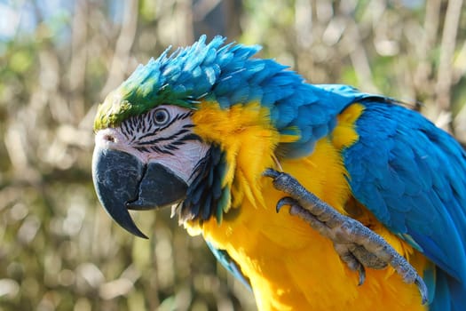 Portrait of a yellow macaw on a branch. The parrot bird is an endangered species. Animal photo