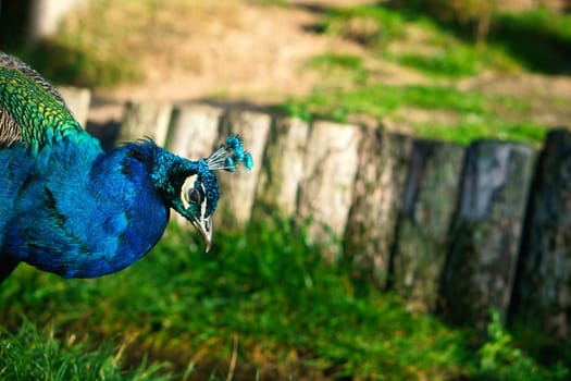 Bird peacock sticks its head into the picture. Elegant bird in magnificent colors. Animal photo